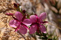 Epilobium dodonaei